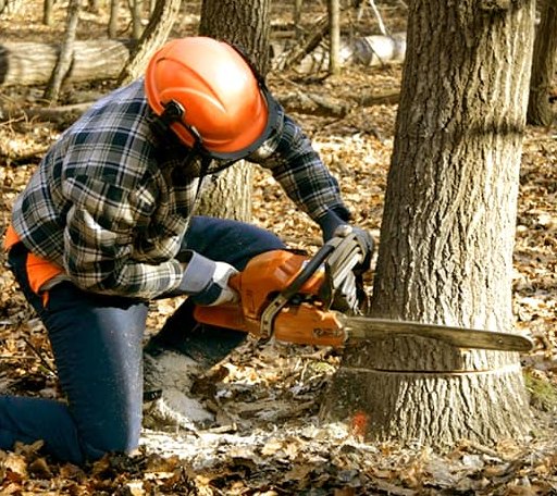 Tree Removal in Welsh, LA